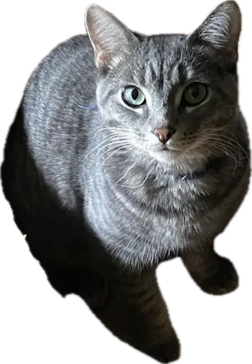 Lolek, a gray tabby cat with green eyes